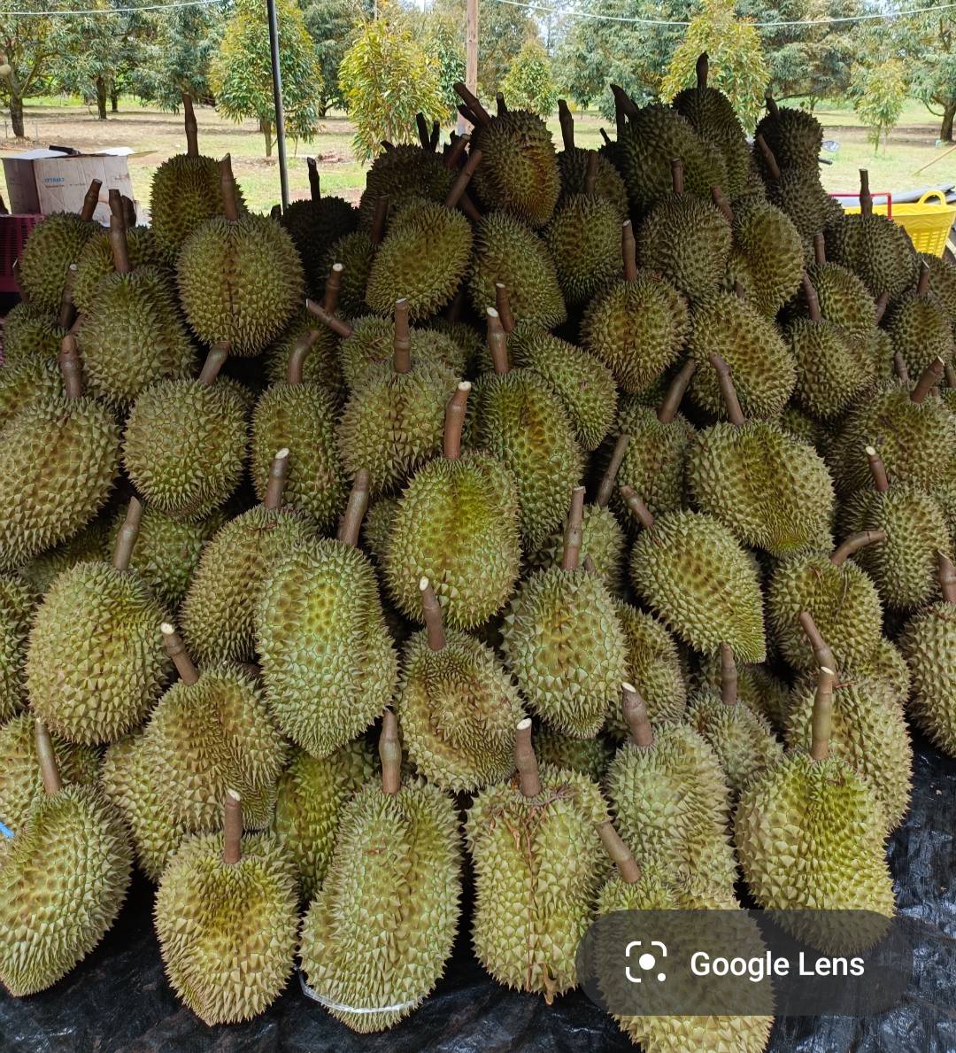 งานเทศกาลทุเรียนภูเขาไฟศรีสะเกษ
