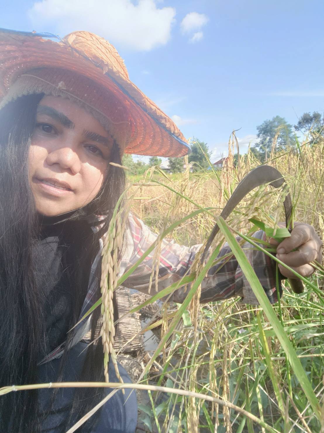 เกษตรกรเก็บเกี่ยวข้าว