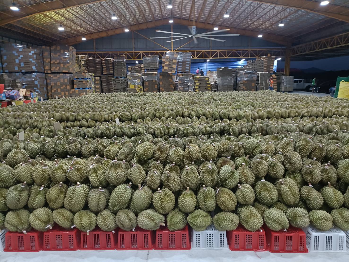 ทุเรียนจำนวนมากในโกดังเตรียมส่งออก